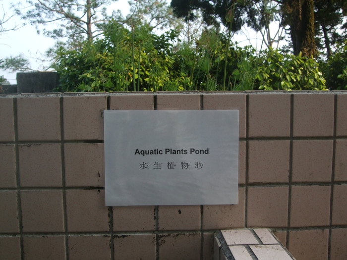 水生植物池